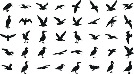 Obraz premium Collection of various bird silhouettes in different poses