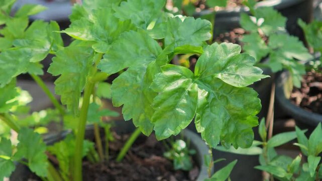 Fresh celery from the garden.
