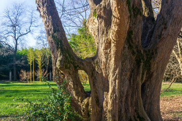 Old tree trunk in a park in spring time. The concept of nature and environment
