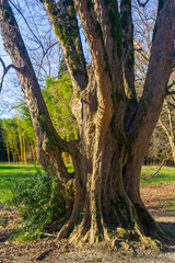 Fototapeta premium Old big tree in the park in spring time. The concept of nature and environment