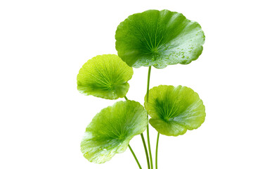 Obraz premium Fresh green centella asiatica leaves with water droplets isolated on transparent background