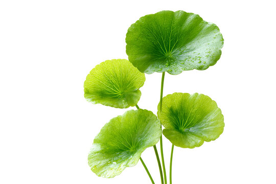 Fresh green centella asiatica leaves with water droplets isolated on transparent background