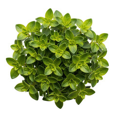 Fototapeta premium Png green leafy plant with yellow spots on white background