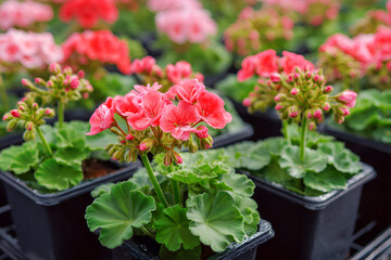 Fototapeta premium Pelargonie w doniczkach w szkółce roślin – uprawa kwiatów balkonowych, sadzonki i ogrodnictwo.