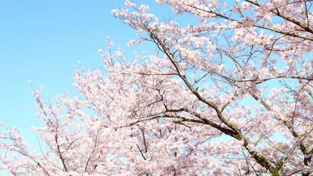Somei Yoshino cherry blossoms swaying in the breeze under a blue sky, Spring nature video