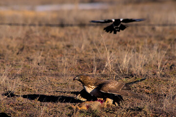 Fototapeta premium Hawk scared off by magpies