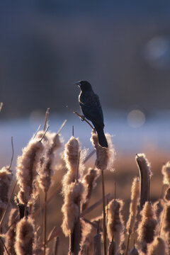 Red-winged Blackbird on cattails