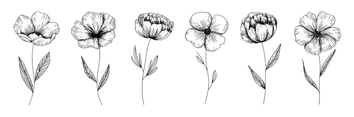 Fototapeta premium Flowers line art set with six hand sketched wild blossoms and leaves, black ink botanical doodles in minimalist style for logo, packaging, wedding, and tattoo