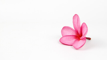 Fototapeta premium Beautiful pink frangipani flower isolated on white background