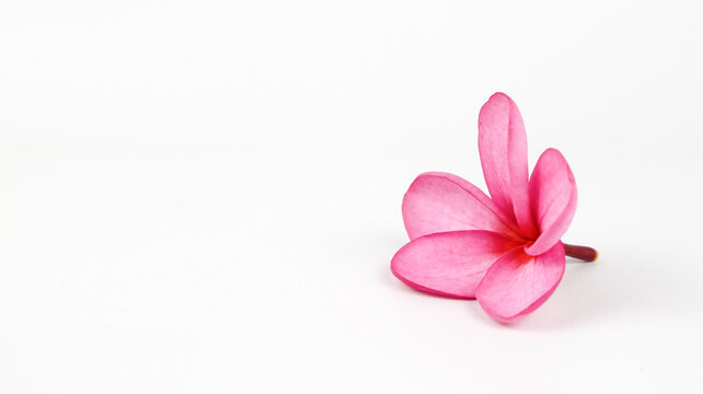 Beautiful pink frangipani flower isolated on white background