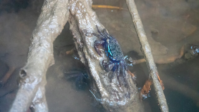 Fiddler crab in roots of Rhizophora mangle tree (lumnitzera racemosa) in mangrove forest. Borneo Island
