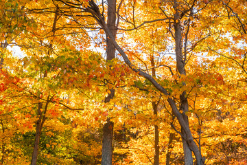 Obraz premium Dense woodland glowing with orange and yellow fall foliage, showcasing peak autumn color and natural beauty.