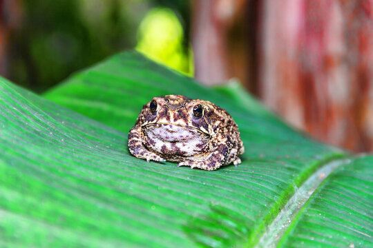 Ferguson's toad (Bufo fergusonii) in past Schneider's (dwarf) toad (Duttaphrynus scaber) amphibian to Sri Lanka and India. Picture from evergreen tropical forest of Sri Lanka