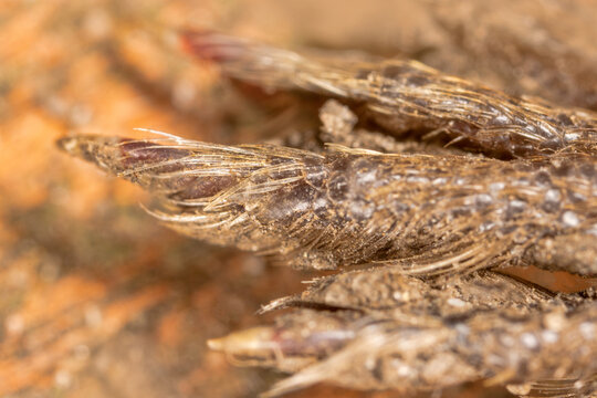 Eurasian water shrew (Neomys fodiens), Paws with special long bristles for paddling in the water