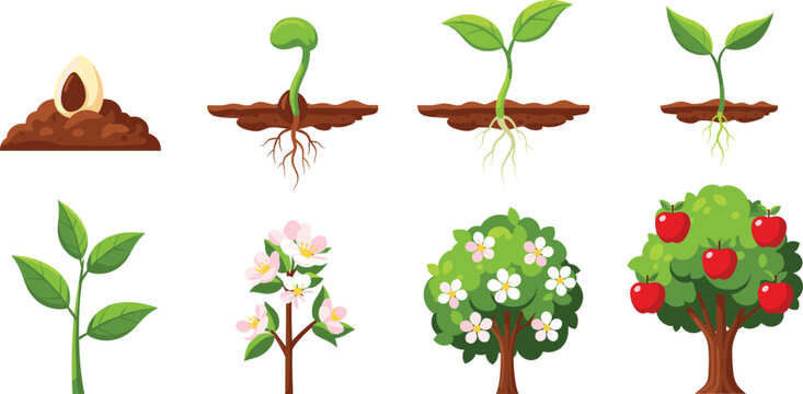 Life cycle of an apple tree from seed germination to flowering and harvesting ripe red apples in flat vector style infographic