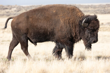 An American Bison bull ambles through an open field of autumn brown grass with sagebrush growing on a distant hillside on Antelope Island Utah USA on a  November day in 2025. 