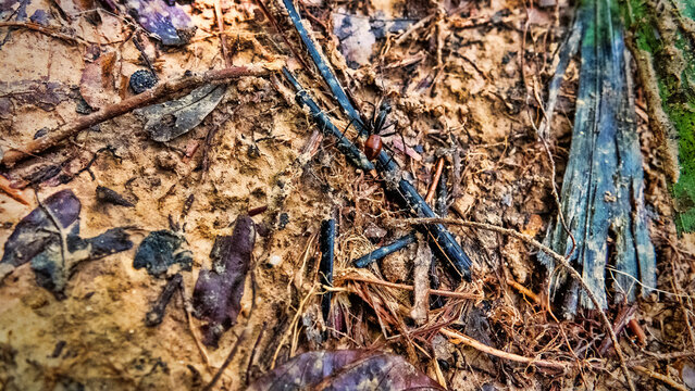 A large solitary nomadic ant (black with red belly) in the tropical mountain forest of Borneo Island, monsoon season