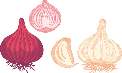 Vintage Etching Illustration of Red Onion and Garlic Set,classic etching style with fine line details. Ideal for premium food packaging, organic market branding, and culinary editorial designs.