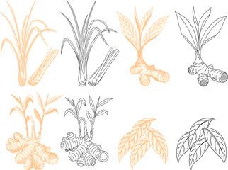 Hand Drawn Indonesian Spices Set ,Lemongrass, Galangal, Ginger, and Bay Leaves.classic vintage etching style for organic food packaging, botanical branding, and culinary design.