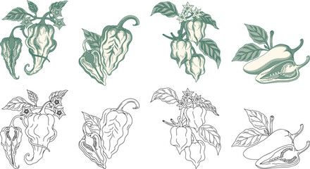 collection of spicy chili pepper varieties including Pepper X, Carolina Reaper, Habanero, and Jalapeno.etching style and expand border.Perfect for organic food branding, hot sauce labels,culinary,etc