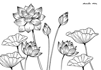 Elegant Botanical Line Art Collection lotus
