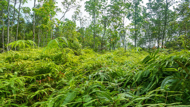 A fern forest in the Malacca rainforest. There are hundreds of fern species.