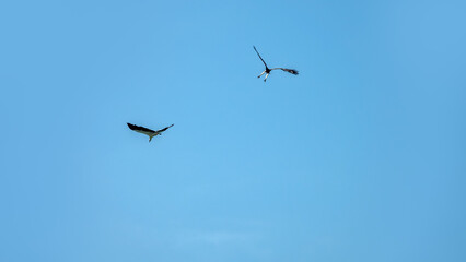 Adult White-bellied sea eagle (Icthyophaga leucogaster) soars over the Andaman Sea coast, catching fish and clashing with crows. Malaysia