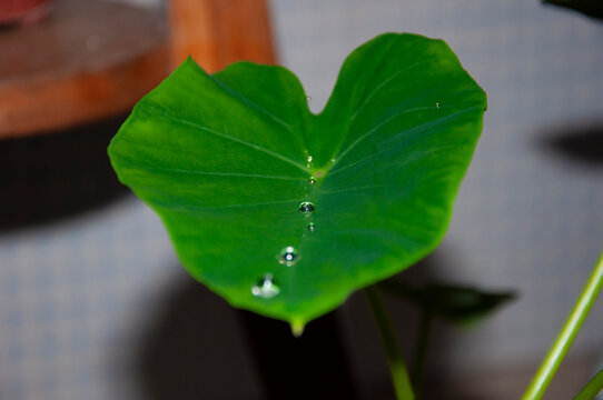 Malanga leaf watering. Vivid natural malanga leaf. Natural backdrop. Malanga with water drop. Malanga leaves green nature, wet houseplant