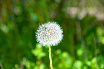 Fototapeta premium Dandelion white flower. The fluffy puff of a dandelion clock in macro. Flower prepares to spread its seeds in the springtime. Dandelion seedhead in nature. Dandelion in the nature