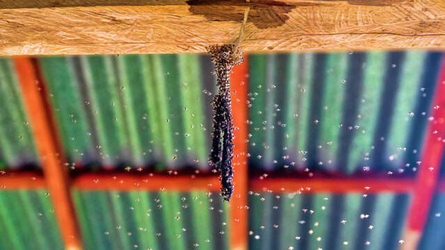 Sticky Fly Trap. Hygienic procedure. Hundreds of flies are attracted by the smell and stick to the sticky flypaper, poor sanitation. Abundance of flies in a tropical climate. Indonesia