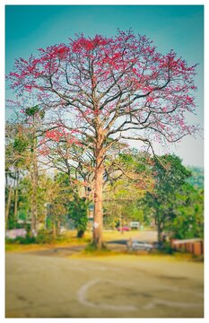 trees in Winter in India 