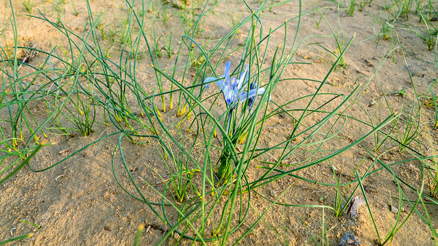 Desert Iris (??ris tenuif??lia). Areg. Spring in the White Desert (Akkum), where the Aral Sea once stood. Carex arenaria around