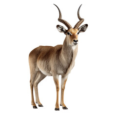Obraz premium Young Antelope with Curved Horns Standing Gracefully in Nature