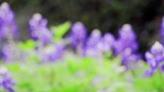 Blurry Bluebonnet Wildflower Field Bokeh Background for Spring Nature Copy Space