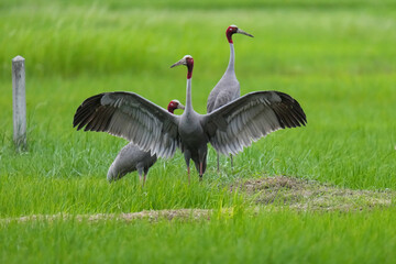 Naklejka premium Eastern Sarus Crane Thai cranes from a breeding center forage in their natural habitat, a conservation effort within the community.