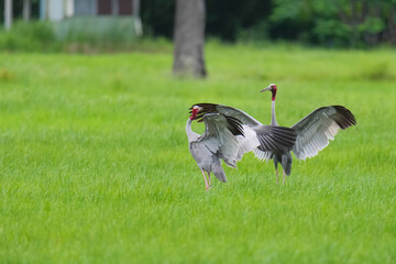 Naklejka premium Eastern Sarus Crane Thai cranes from a breeding center forage in their natural habitat, a conservation effort within the community.
