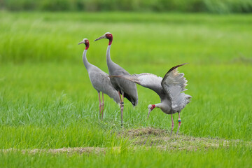 Naklejka premium Eastern Sarus Crane Thai cranes from a breeding center forage in their natural habitat, a conservation effort within the community.