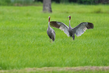 Naklejka premium Eastern Sarus Crane Thai cranes from a breeding center forage in their natural habitat, a conservation effort within the community.