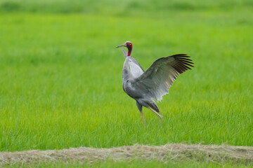 Naklejka premium Eastern Sarus Crane Thai cranes from a breeding center forage in their natural habitat, a conservation effort within the community.