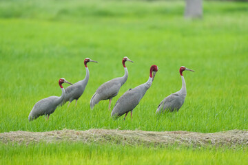 Fototapeta premium Eastern Sarus Crane Thai cranes from a breeding center forage in their natural habitat, a conservation effort within the community.