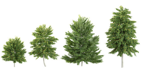 Fototapeta premium Collection of Cananga trees on transparent background