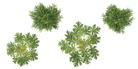 Collection of Cananga,Carica trees on transparent background from the top view