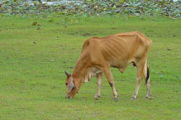 A white cow is grazing in a bright green field.