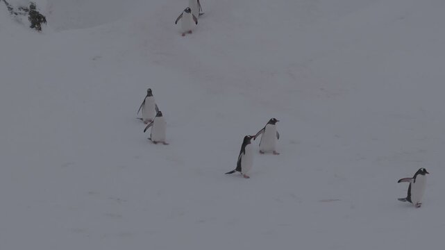 Wildlife footage of Gentoo penguins in their natural Antarctic habitat, captured on camera in a cold polar environment. The video shows social behavior, movement, and daily life of penguins in a prist