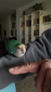Agaporni or Blue Lovebird Reacting to Owner Finger on Arm Showing Defensive Behavior Exotic Pet Vertical Video. Vertical video of exotic bird pet behavior at home