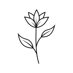 floral plant line art