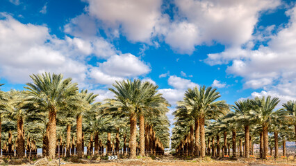 Panorama. Plantation of date palms, concept of  sustainable agriculture industry in desert and arid areas of the Middle East. No AI tools were used
