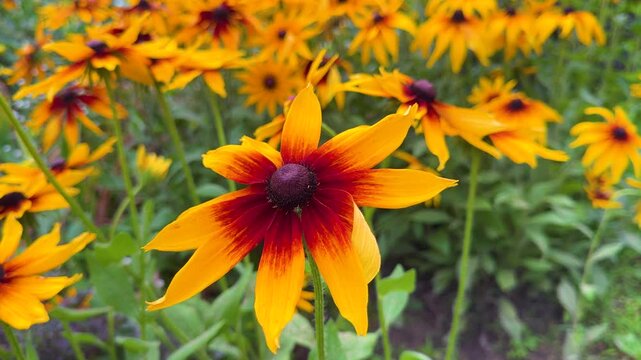 Bright yellow and red rudbeckia flowers fill a lush green garden in summer. High quality 4k footage