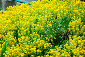 Obraz premium Aurinia flower in bloom in spring. Spring nature. Alyssum with blooming flower. Blossom spring season. Aurinia blossom. Alyssum blossom. Beautiful spring Alyssum flower in garden, gardening