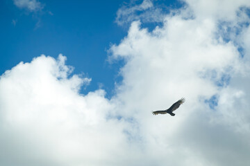 Fototapeta premium Eagle glides across blue sky with white clouds on a sunny day during afternoon hours